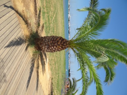Griekse palmboom