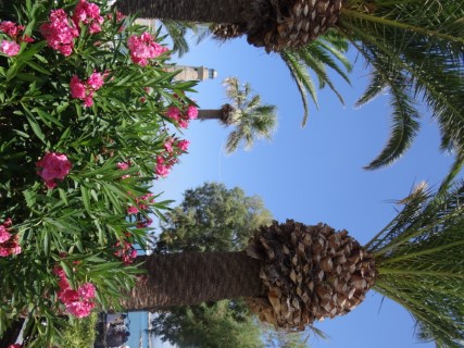 Griekse palmboom en bloemen